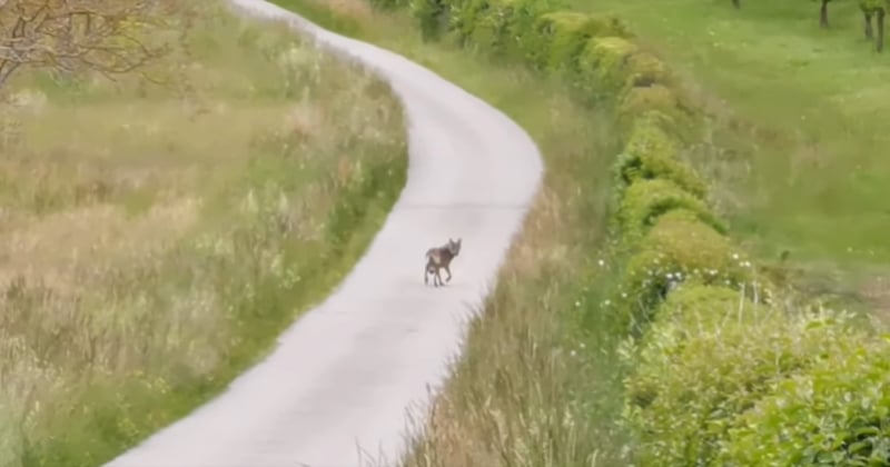 Dans la Drôme, un petit garçon et son père ont croisé un loup sur le chemin de l'école