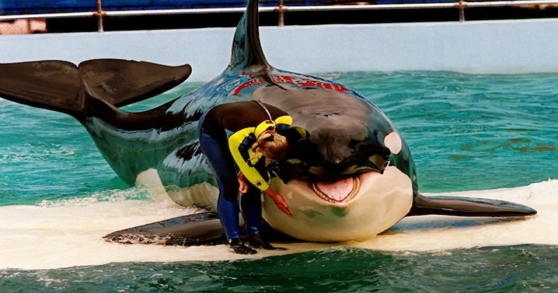  Lolita, l'orque la plus seule au monde, pourrait être libérée après plus de 50 ans de captivité 