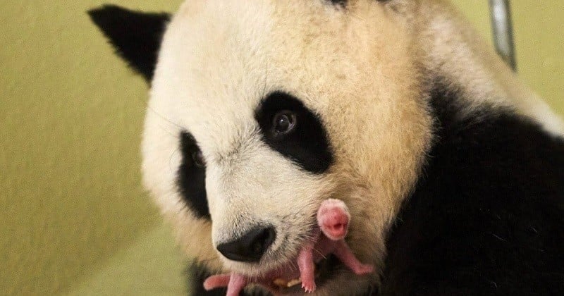 Huan Huan, la femelle panda du zoo de Beauval, a enfin accouché mais a perdu un des deux bébés