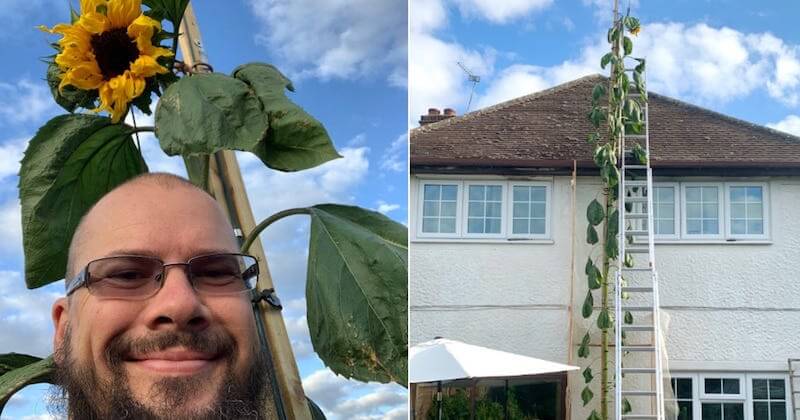 Un père fait pousser un tournesol de 6 mètres après que son fils lui ait demandé