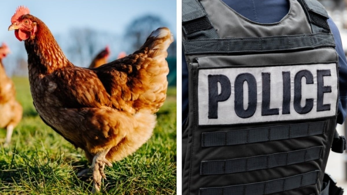 Cet éleveur de poules vend des oeufs la journée avant de partir travailler en tant que... policier à la brigade anti-criminalité