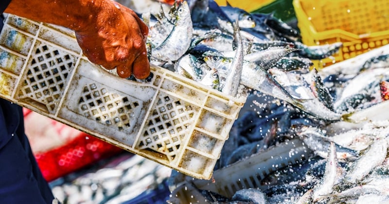 En Normandie, un couple de poissonniers propose des paniers de poissons à 10 euros pour lutter contre l'inflation