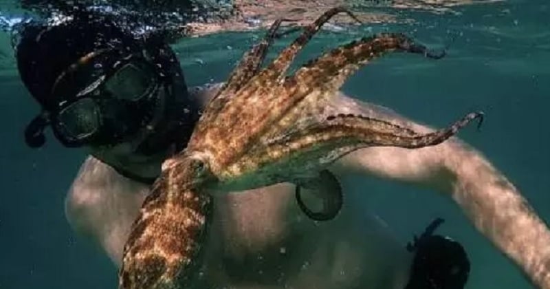 La Sagesse de la pieuvre : le documentaire oscarisé qui retrace le lien spécial entre un homme et une pieuvre	