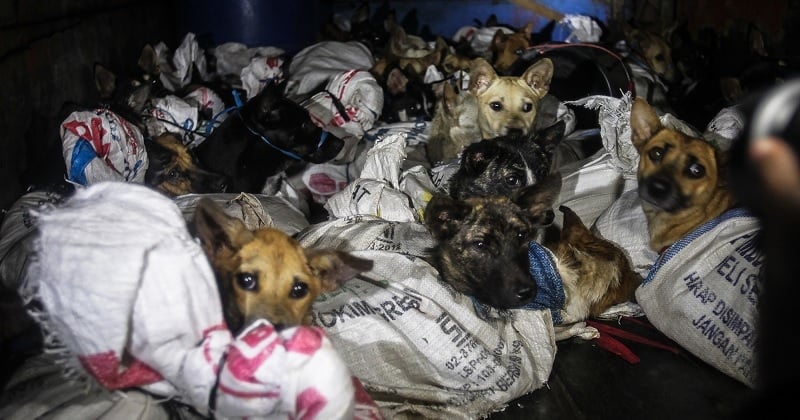 Indonésie : 52 chiots ont été sauvés d'un camion désastreux en direction d'un abattoir illégal de viande de chien 