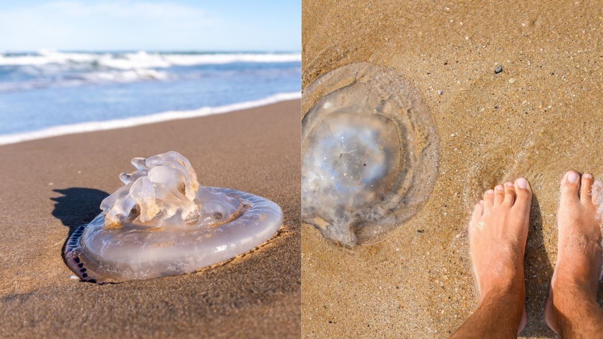 Sur quelles plages de France y a-t-il le plus de méduses ? Cette application permet de le découvrir !