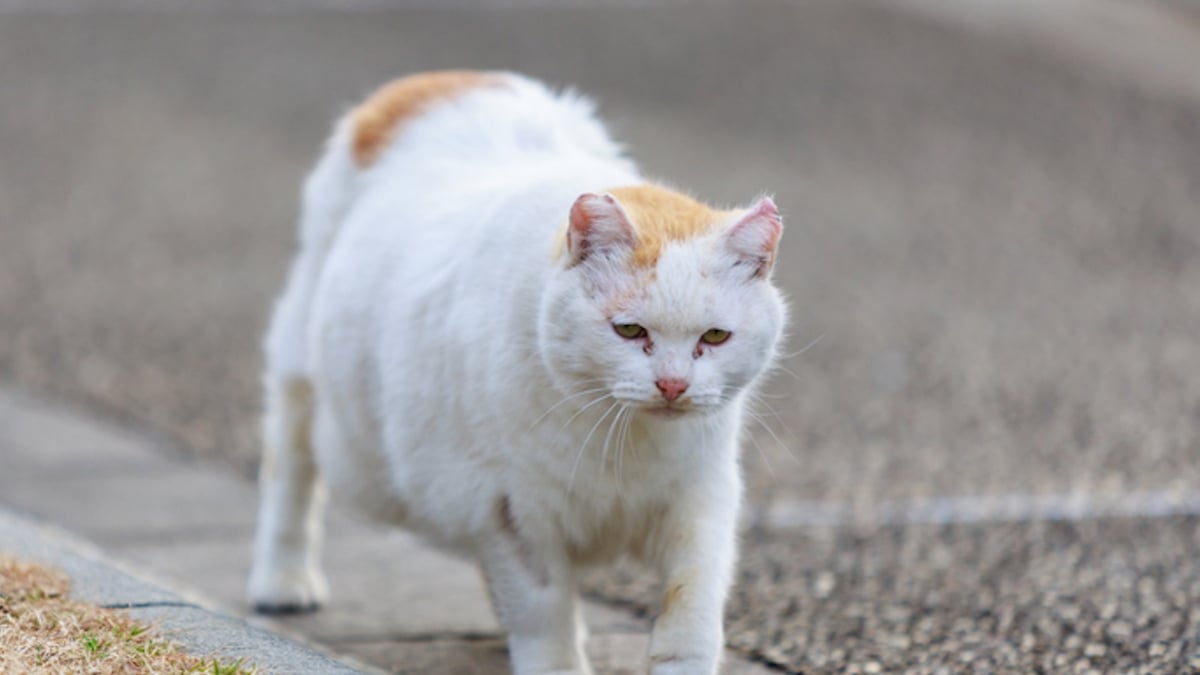 Japon : un chat hautement toxique après être tombé dans une cuve chimique inquiète les autorités
