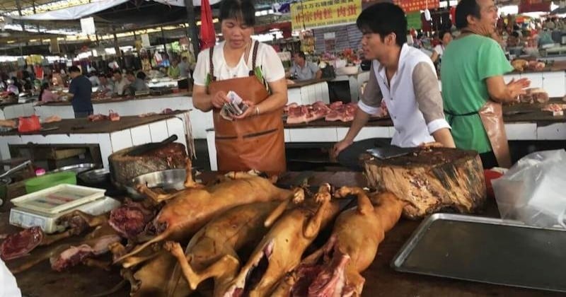 Shenzen devient la première ville chinoise à interdire la consommation de viande de chat et de chien	