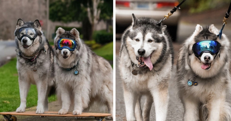 La relation entre ce Husky aveugle et son chien guide risque de faire fondre votre coeur 