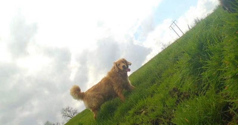 Un golden retriever parcourt 60 km en 27 jours pour retrouver ses propriétaires qui s'étaient débarrassés de lui 