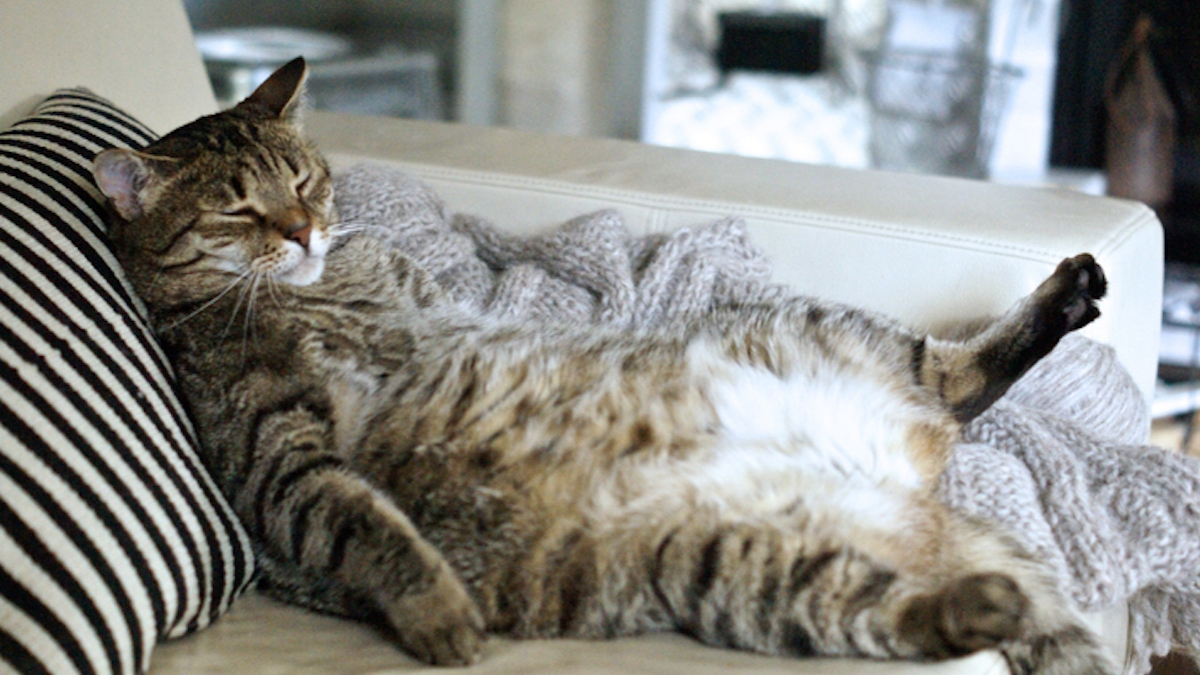 Voici ce qui risque d'arriver à votre chat s'il devient trop gros, selon une étude