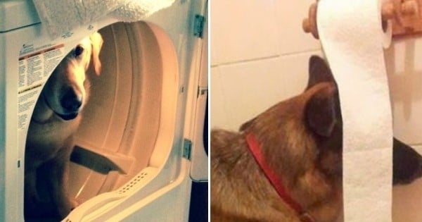20 chiens pas très malins ont trouvé la cachette parfaite... d'après eux, les photos sont très marrantes
