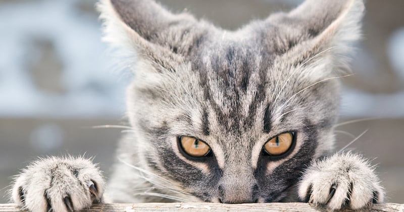 Ce test en ligne permet de découvrir si votre chat est un psychopathe 