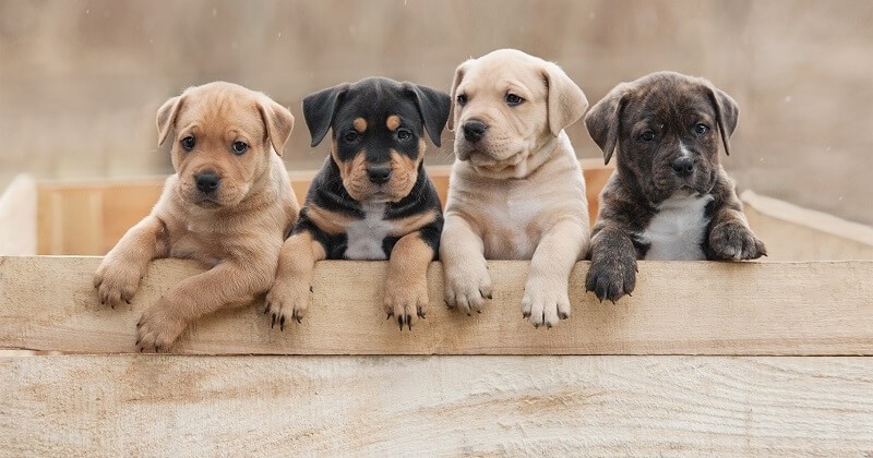 De nombreux chiens, achetés durant le confinement, sont abandonnés par leurs propriétaires