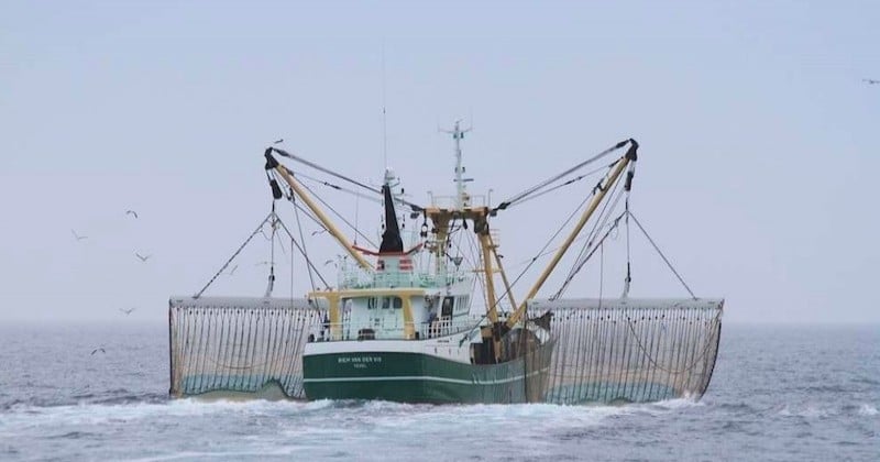 Le Parlement européen interdit définitivement la pêche électrique