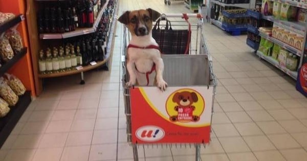 En Italie, vous pouvez désormais faire vos courses avec votre chien, dans votre caddie !