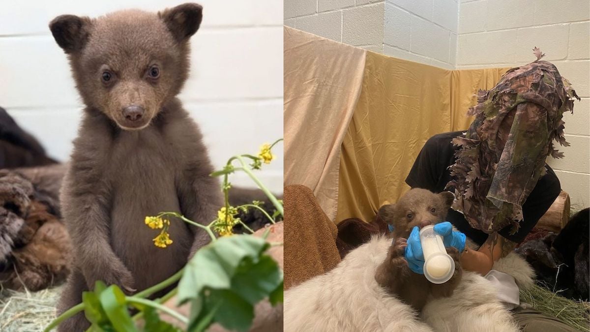 Abandonné par sa mère à l'âge de deux mois, cet ourson est élevé par des humains déguisés en ours