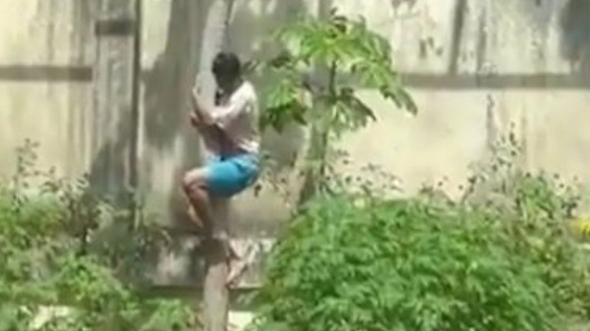 Une lionne tue un jeune homme qui s'est introduit dans son enclos sous les yeux des visiteurs 