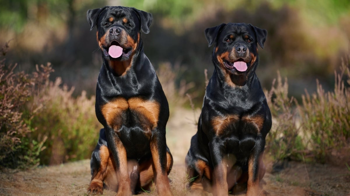 Il oublie ses clés et tente de rentrer chez lui en escaladant le mur, ses 5 rottweilers se jettent sur lui et le tuent