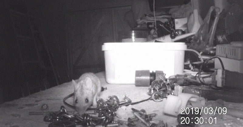 Toutes les nuits, cette souris se faufile dans un cabanon et range les outils