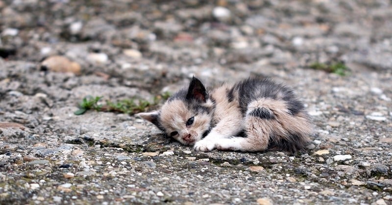 La France «championne d'Europe» des abandons d'animaux dans la nouvelle campagne de 30 Millions d'Amis