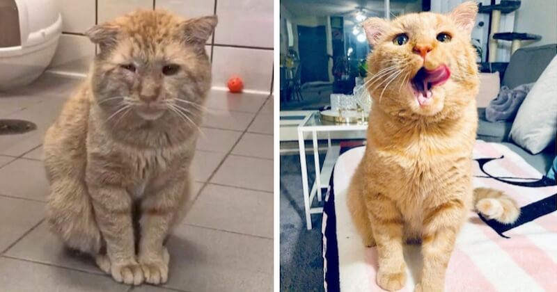 Elle convainc son propriétaire d'adopter un chat errant en piteux état, devenu méconnaissable un an après
