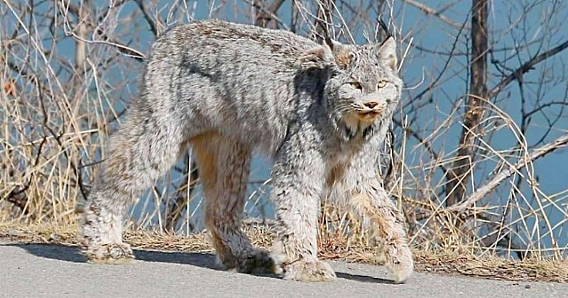 Au Canada, une femme a immortalisé sa rencontre extraordinaire avec un magnifique lynx
