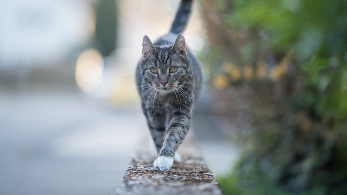 4 ans après sa disparition, une chatte a été retrouvée à 800 km de chez elle