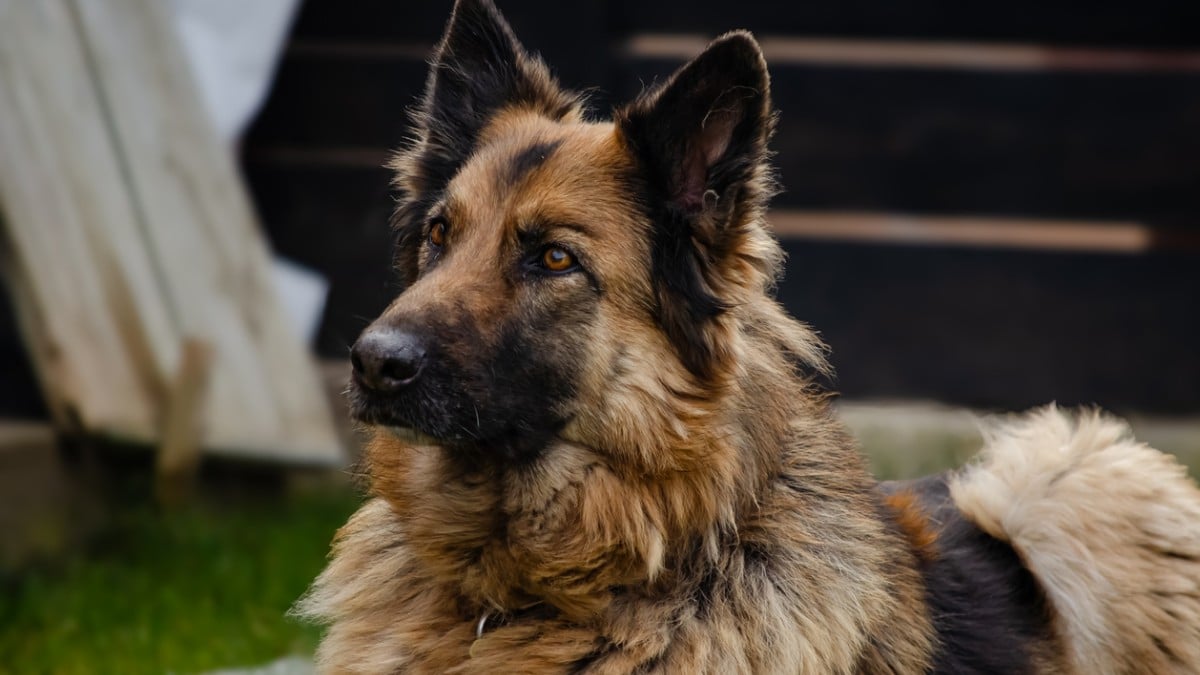 La Réunion : ils laissent mourir leur chienne dans d'atroces souffrances et refusent l'aide d'une association qui voulait la sauver