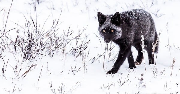 Découvrez la beauté envoûtante et mystique des renards noirs en 14 photos magnifiques