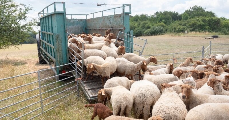 Bien-être animal : l'Angleterre et de le Pays de Galles vont interdire l'exportation d'animaux vivants d'ici fin 2021