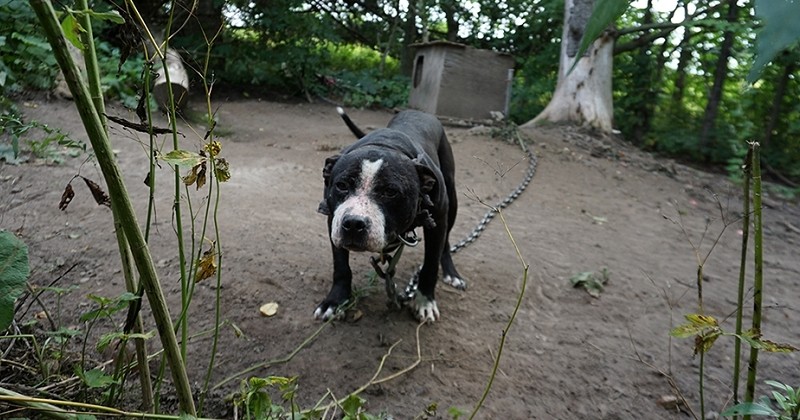 Dans le Wisconsin, les autorités découvrent un millier d'animaux élevés pour des combats dans des conditions déplorables	