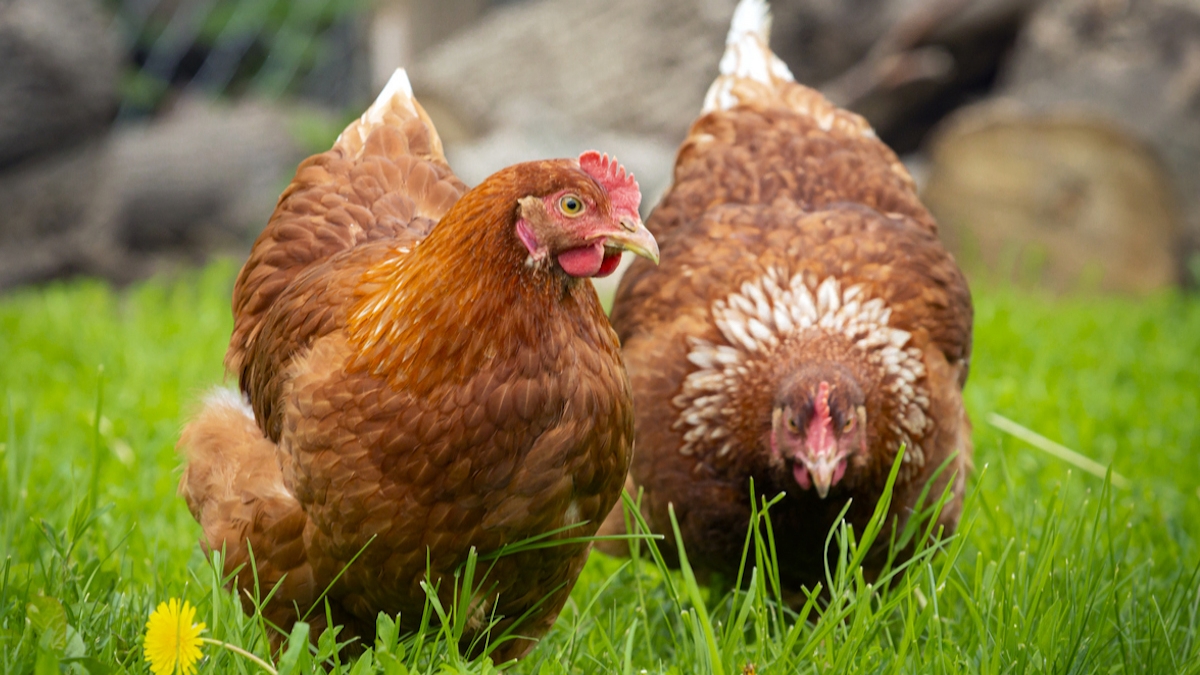 Ce week-end, vous pouvez adopter des poules pour leur éviter l'abattoir