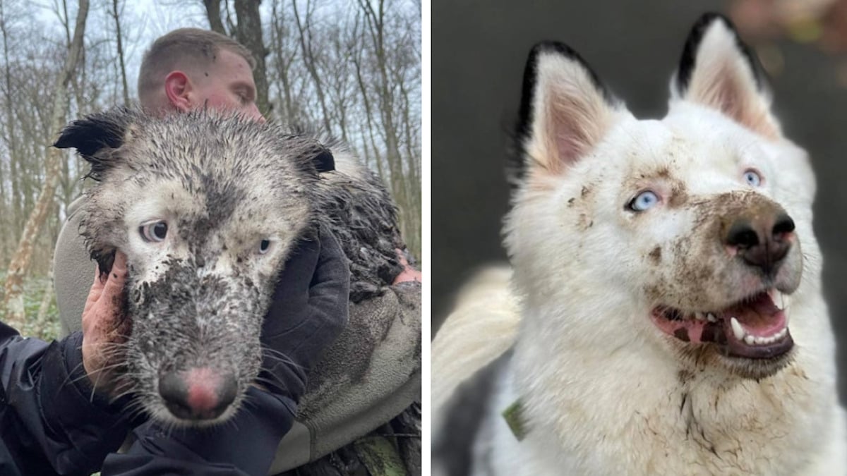 Le chien Ugo a été retrouvé sain et sauf après douze jours passés dans une cuve remplie de vase