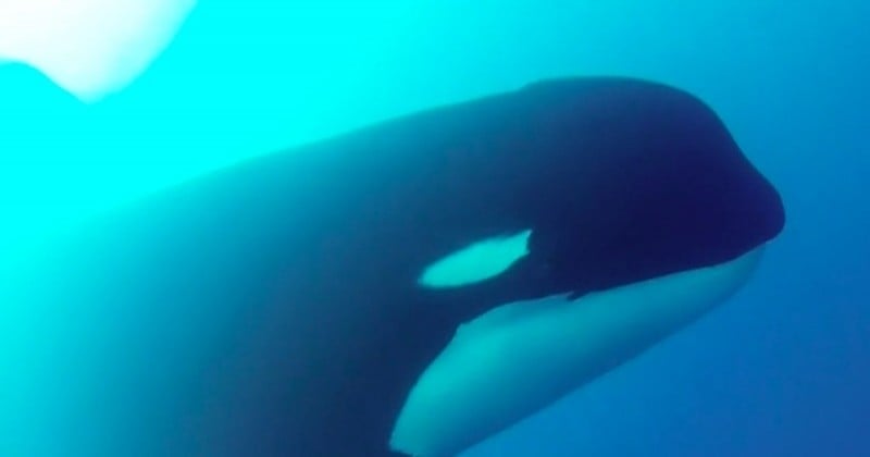 Des orques d'une espèce encore inconnue ont été filmées au large du Cap Horn