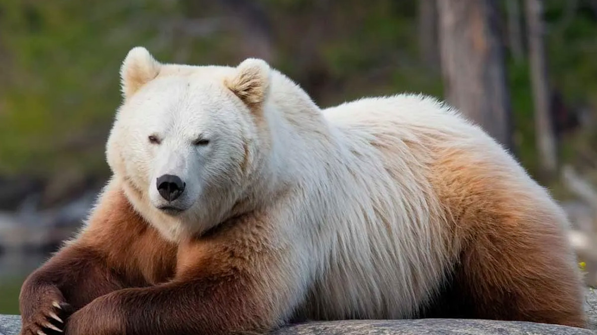 Un "pizzly" ou "grolar"