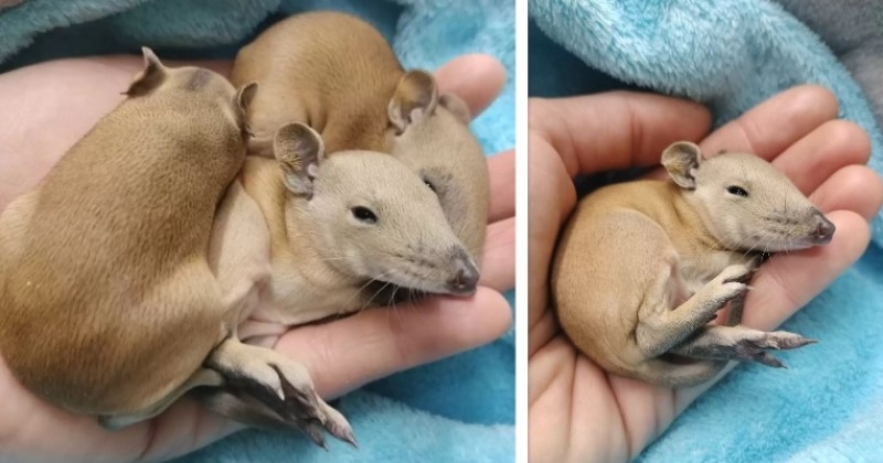 Une femme a la surprise de trouver une famille d'animaux mystérieux blottie dans le panier de son chien