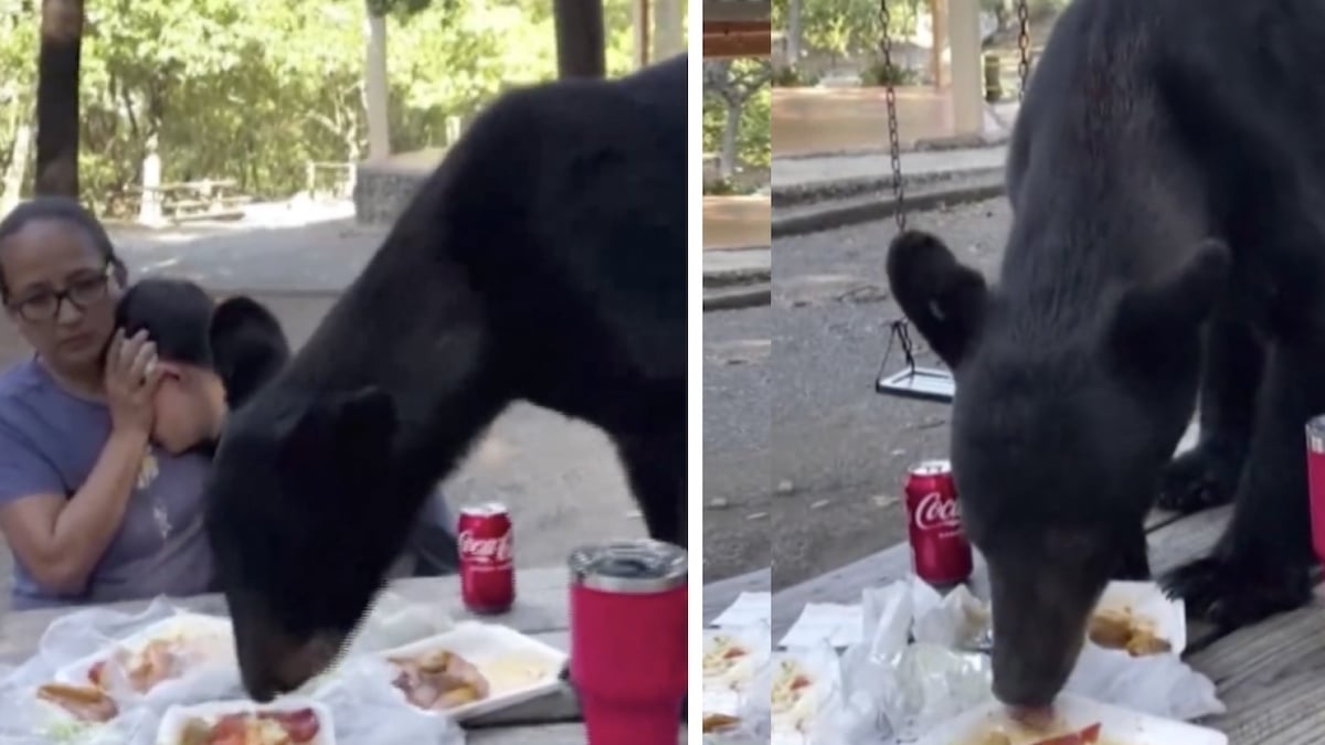 Un ours sauvage dévore un pique-nique sous le regard apeuré d'une maman et son fils, la vidéo terrifie les internautes