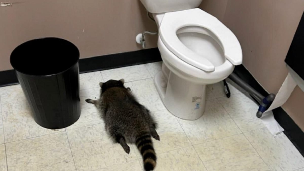 Un raton laveur s'introduit dans un magasin d'alcool, boit plusieurs bouteilles et s'évanouit sur le sol des toilettes, ivre