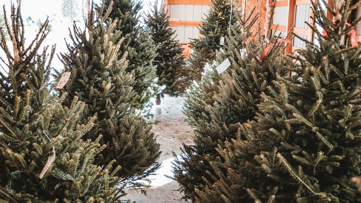 Comme bien choisir son sapin de Noël naturel 