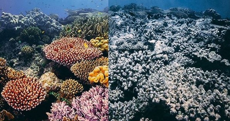 Une campagne choc, centrée sur des photos avant et après retouches pour nous sensibiliser à l'écologie, lancée par WWF