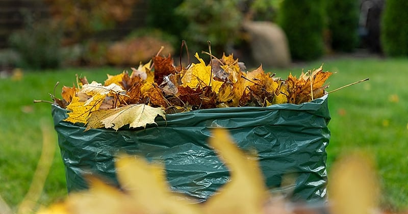 Voici pourquoi il ne faut surtout pas retirer les feuilles mortes de votre jardin