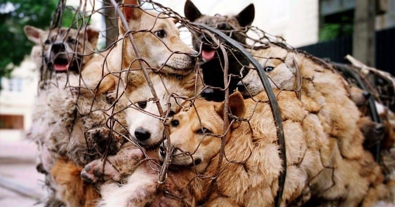 Viande de chien : à Taïwan, les personnes qui tuent des chiens ou des chats peuvent désormais être punis de prison... Et voir leur photo et leur nom rendus publics !