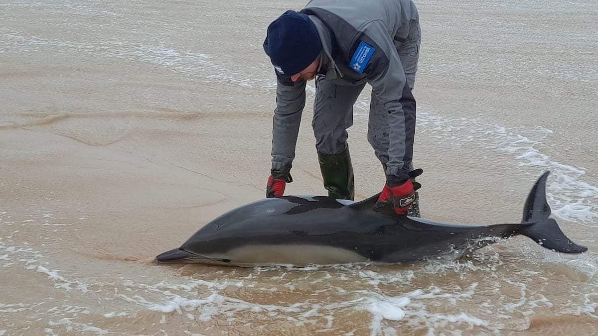 Calvados : deux gardes du littoral héroïques sauvent un dauphin échoué sur la plage d'Omaha Beach 