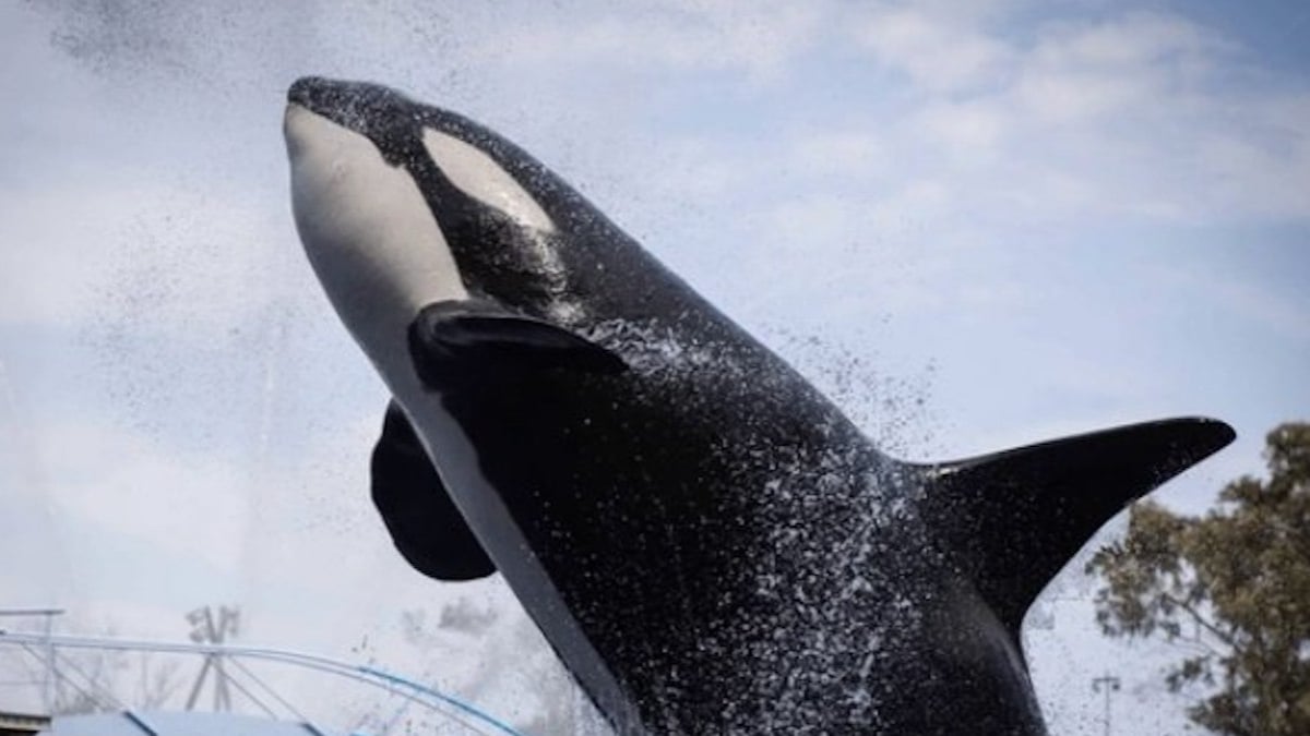 Marineland d'Antibes : le parc animalier annonce la mort d'une orque, la deuxième en cinq mois 
