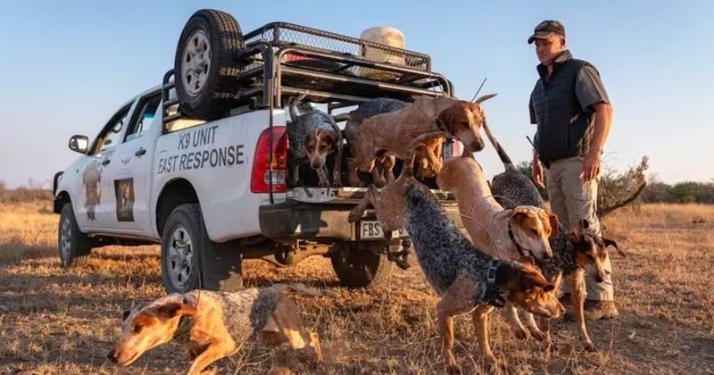 Ces chiens, dressés pour préserver les animaux sauvages, ont sauvé 45 rhinocéros des griffes des braconniers