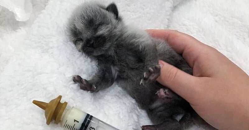 Canada : ce chaton au pelage unique a été sauvé de justesse après avoir été abandonné en plein soleil