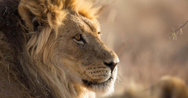 Il photographie la faune sauvage d'Afrique australe pour alerter sur le déclin de la biodiversité