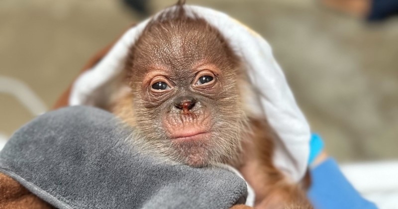 Un orang-outan donne naissance à un bébé dans un zoo, une bonne nouvelle pour l'espèce en danger critique d'extinction