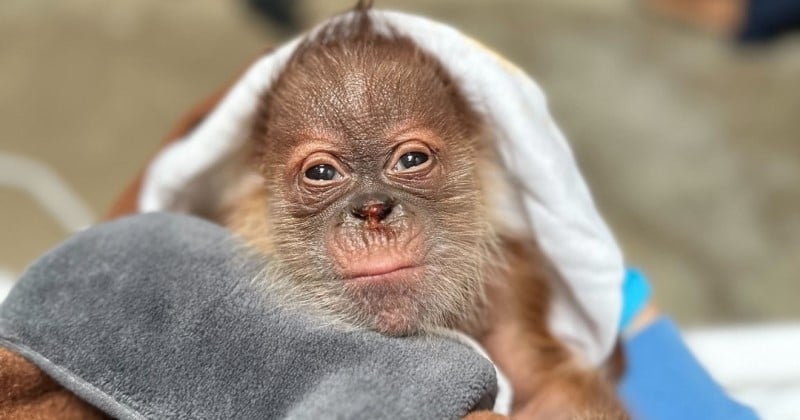 Un orang-outan donne naissance à un bébé dans un zoo, une bonne nouvelle pour l'espèce en danger critique d'extinction