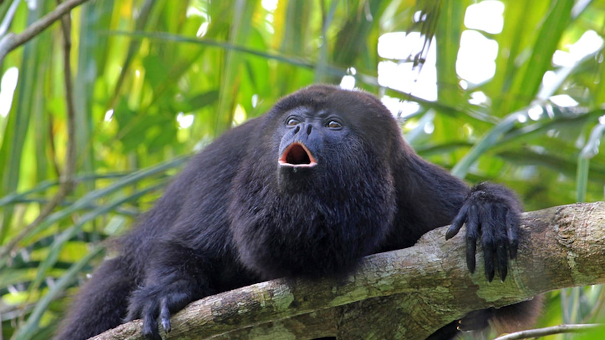 138 singes hurleurs retrouvés morts après être tombés des arbres « comme des pommes » au Mexique